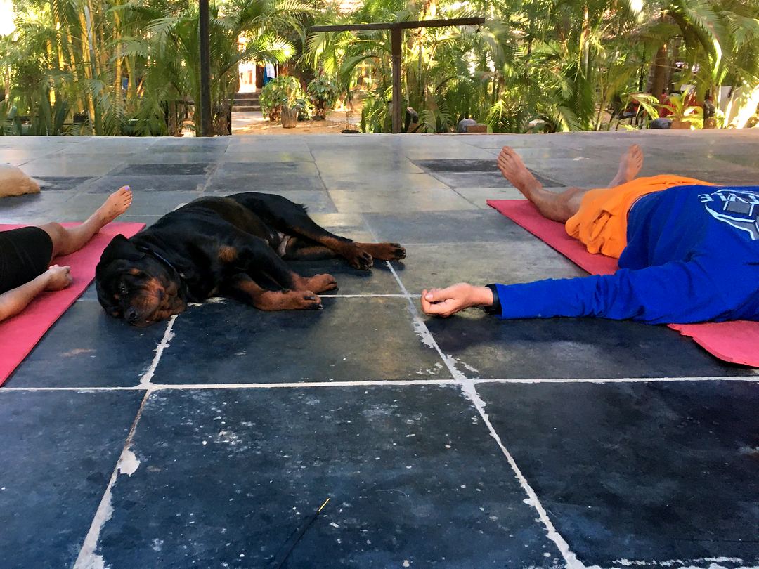 Schülerinnen und Schüler liegen in der Endentspannung auf einem Steinboden im Freien, zwischen ihren Matten schläft ein schwarzer Hund.